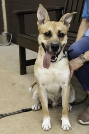 “Hops” a one-year-old shepherd mix at Lifeline Animal Project